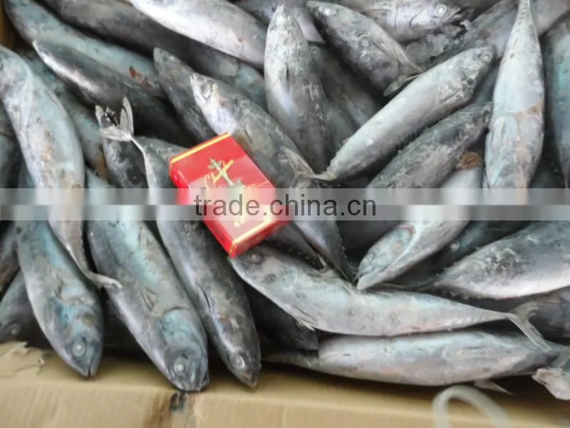 seafrozen bonito 300-500g