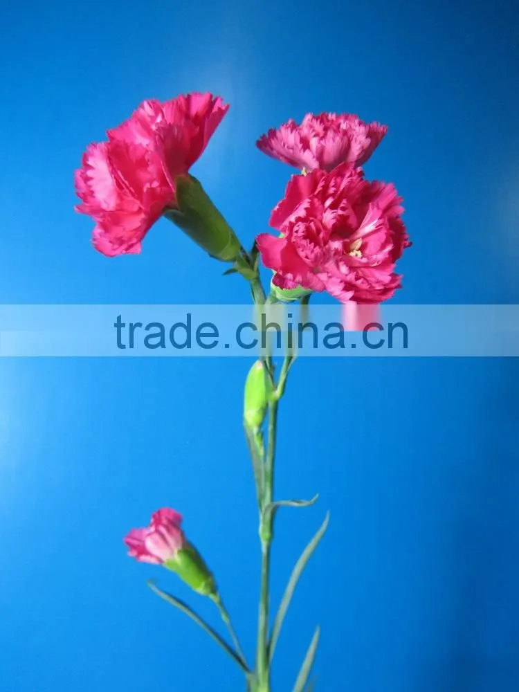 Good smell hot sale fresh cut carnations and roses