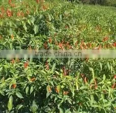 FRESH GREEN CHILLI WITH BEST PRICE ASND GOOD QUALITY