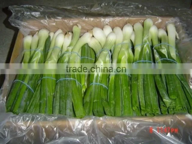 Spring Onion