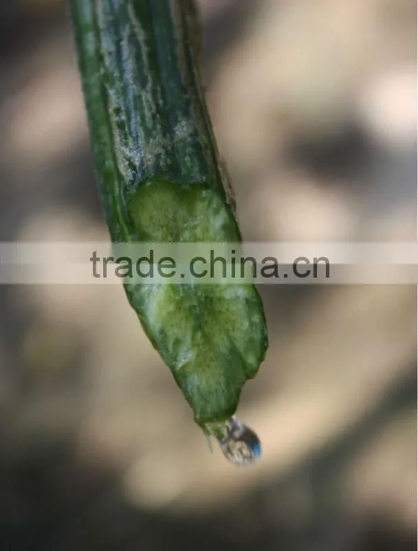 pure natural loofah water for cosmetic