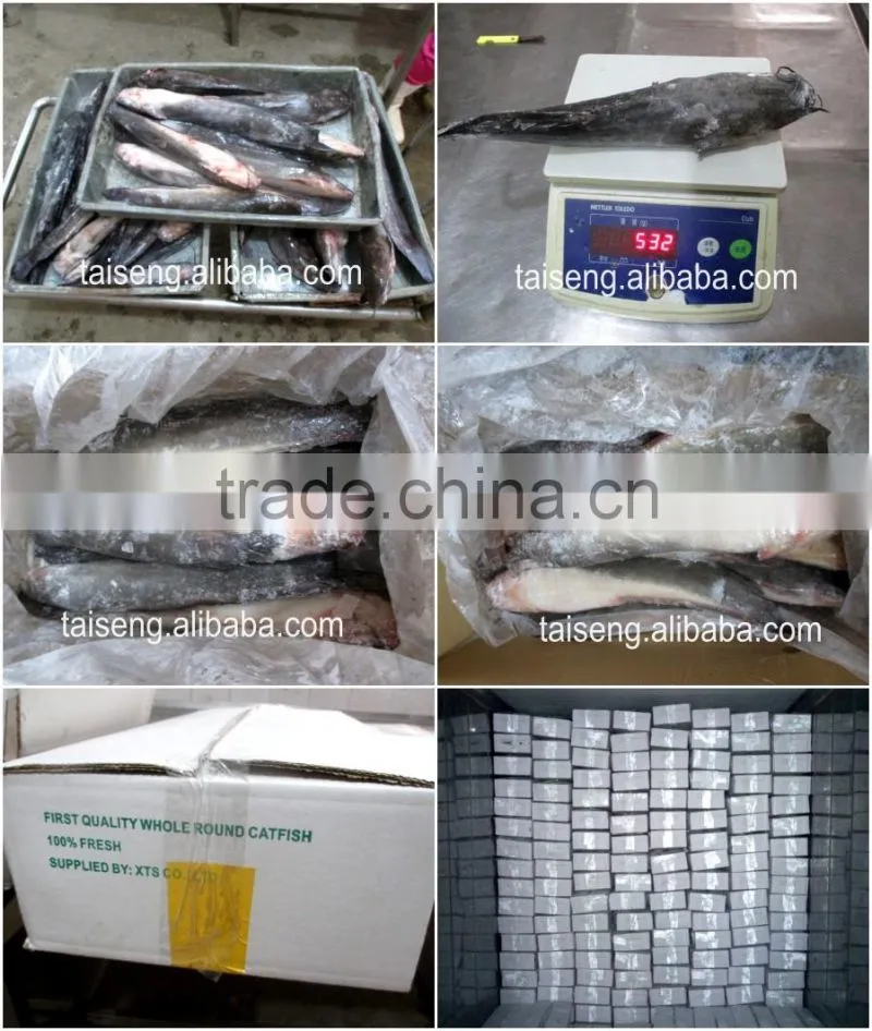 Wholesale price Frozen Sea catfish farming