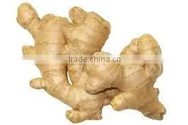 Ginger