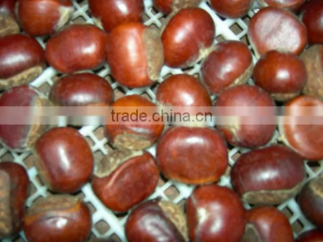 raw bulk Fresh Chestnut in shell crop new grade aa