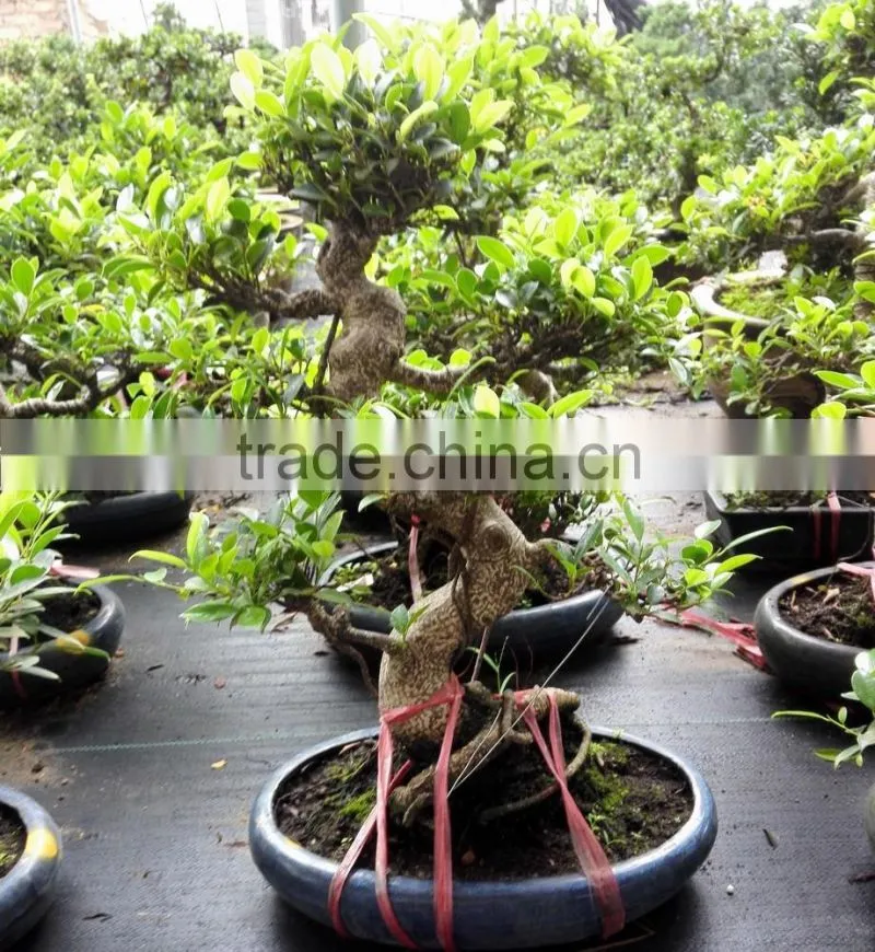 Natural Bonsai Ficus Art Shaped Ficus formosana