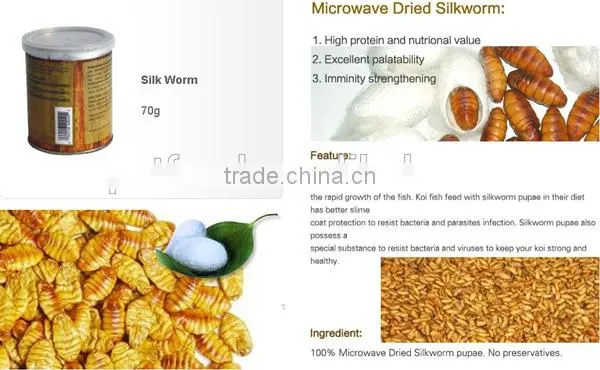 sale prices sun conure parrot koi worm silkworm pupae