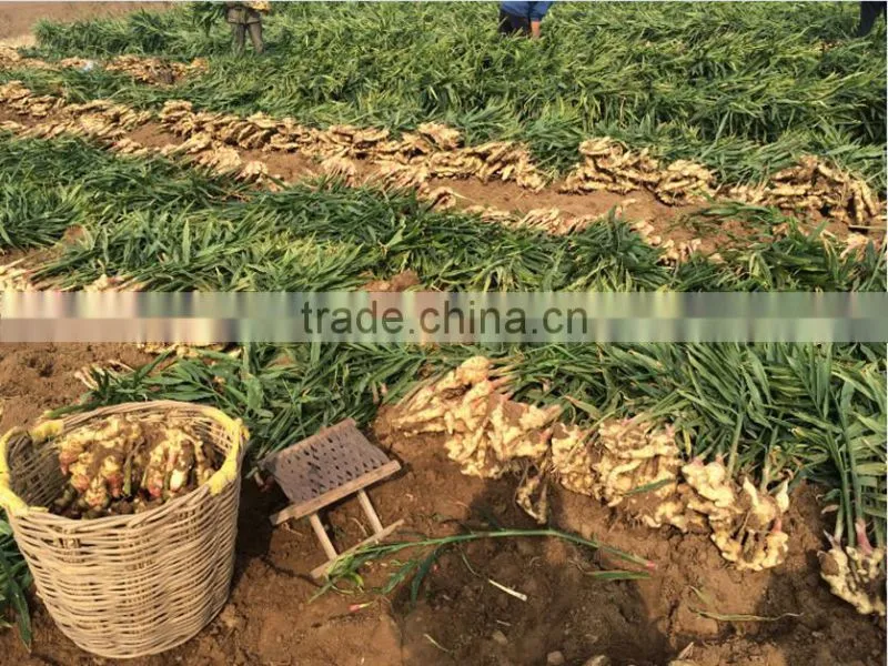 Liquid Microbial Universal Fertilizer