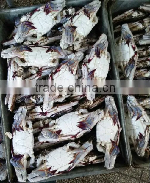can food of swimming crab
