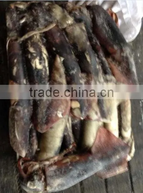 frozen shrimp importers giant squid