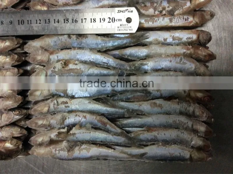 hot sales Land frozen anchovy for bait