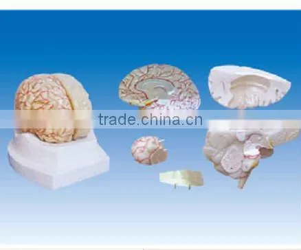 Brain model ,Brain and the right half side of cerebral vascular