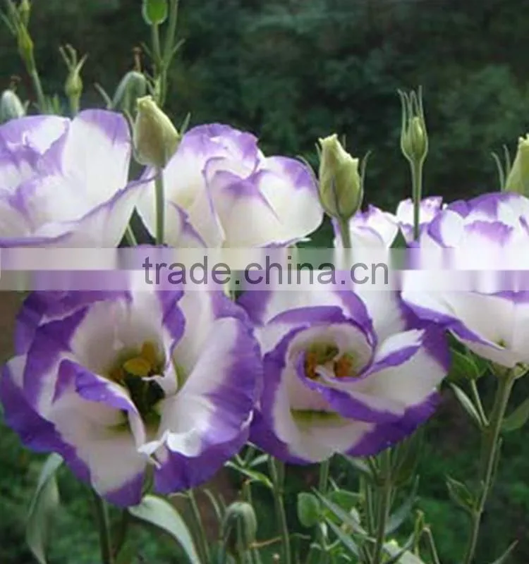 Special antique bug bud eustoma