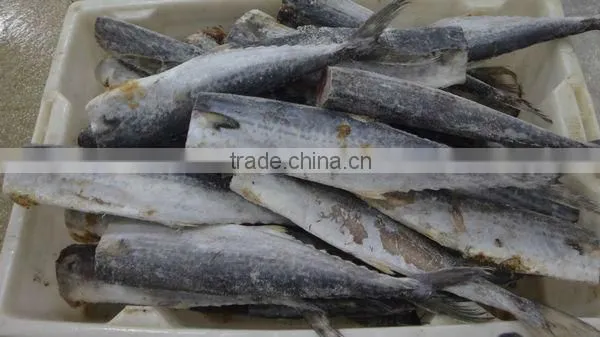 Frozen spanish mackerel fillets