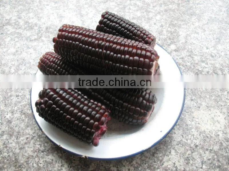 Steamed/Blanched IQF Frozen waxy purple corn purple color