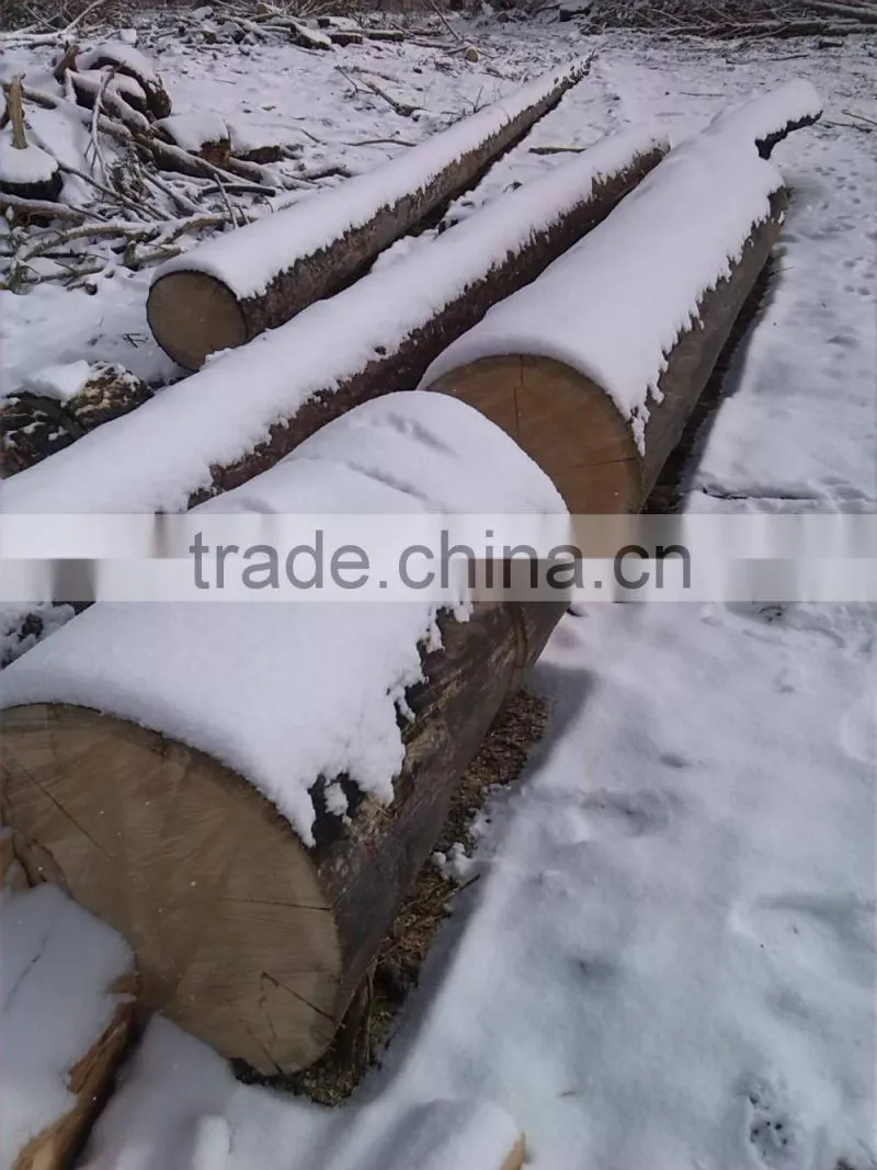 Fresh Cut European Beech Logs available