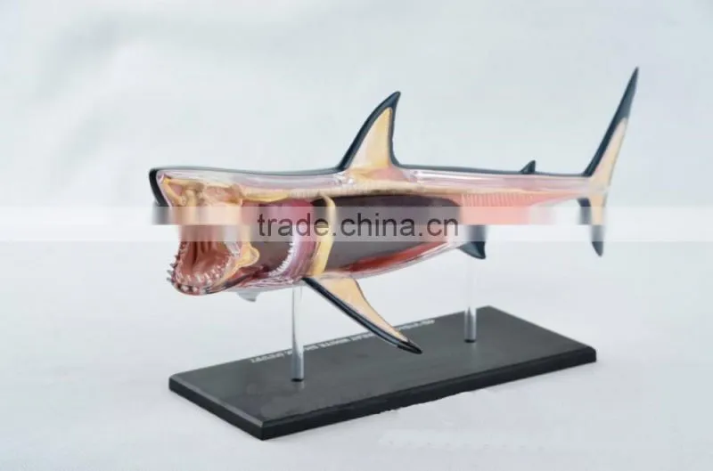 V-AM052 4D MASTER Shark specimens anatomical model