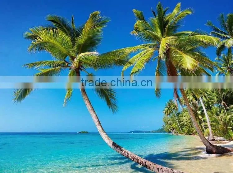 Coconut seedling