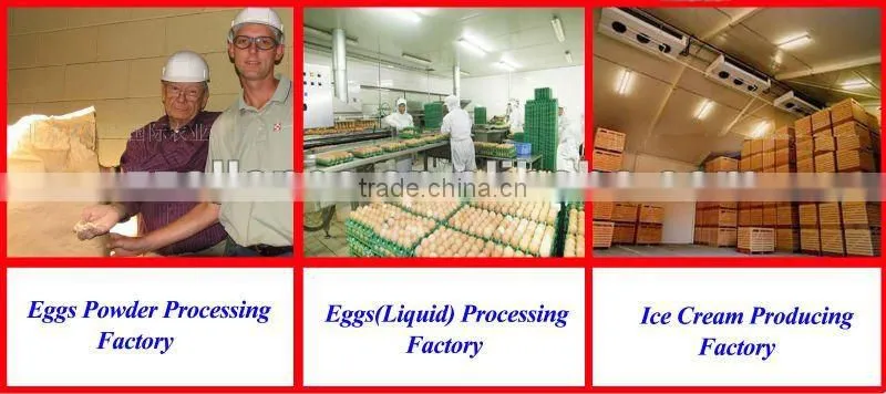 hotsale automatic Egg separator stainless