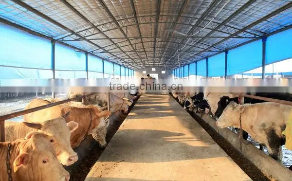 Broiler poultry shed design