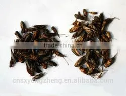 Professional Dried Mealworm for Backyard Chicken