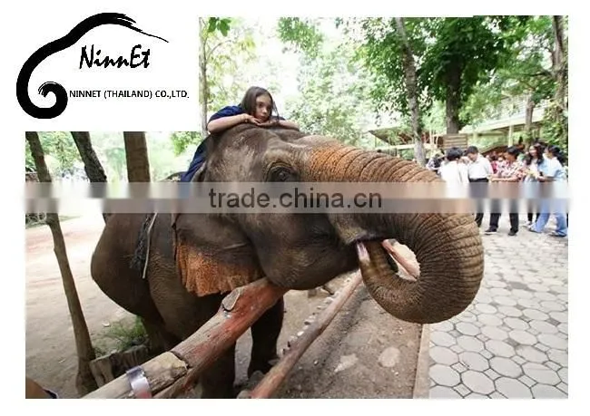 Wood Carved Elephant from Thailand