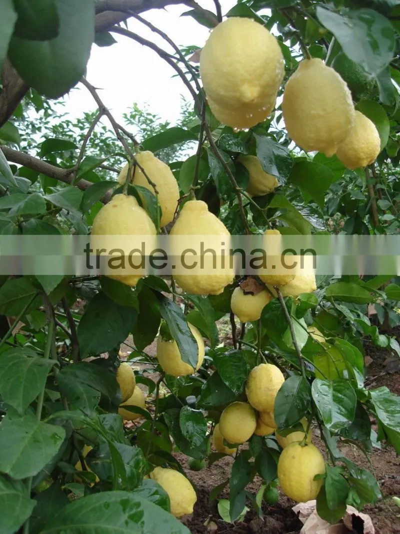 Chinese fresh lemon for wholesale