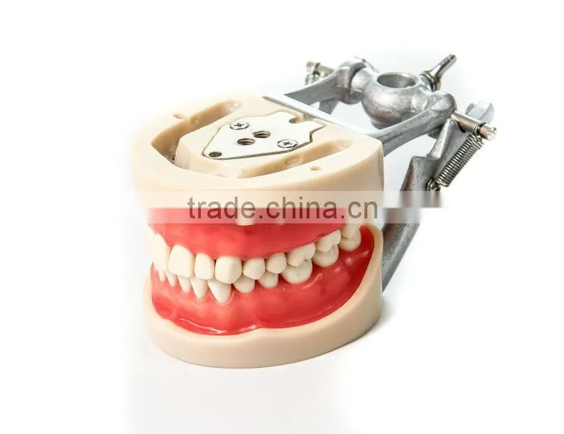 promotional dental model