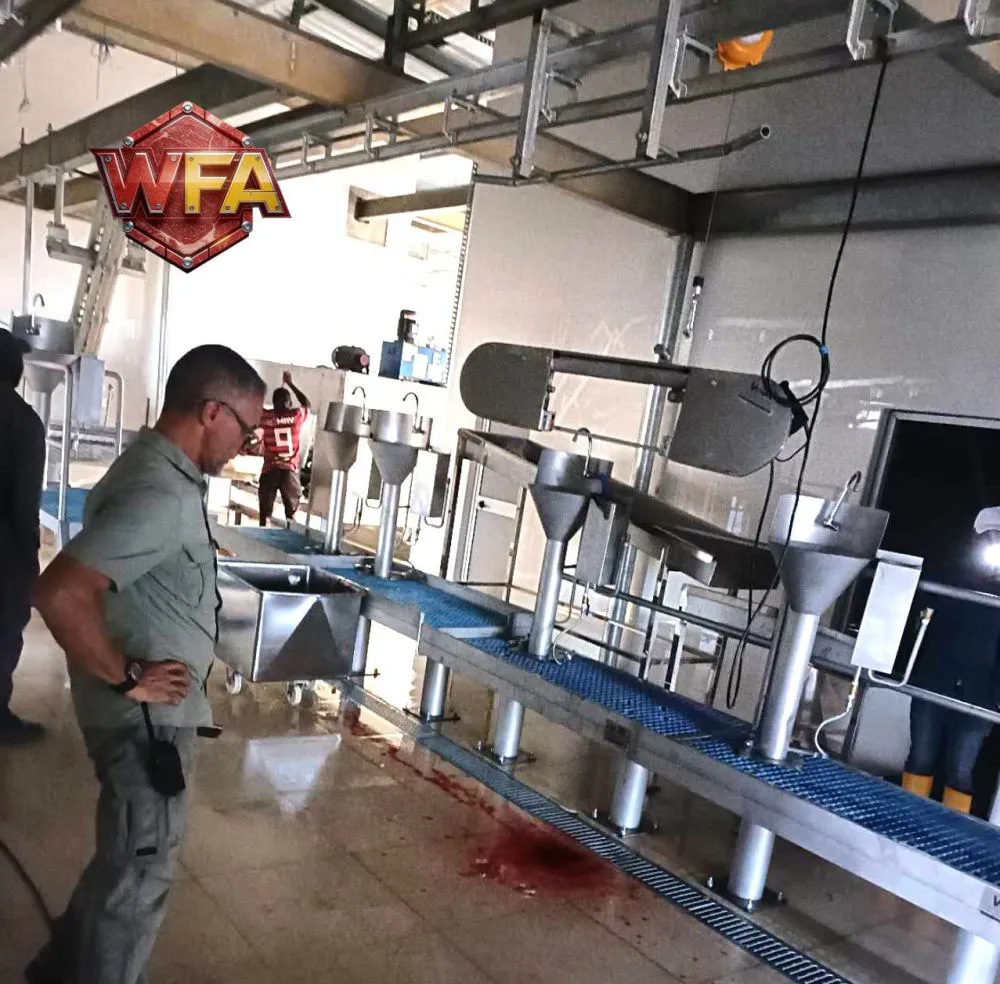 WFA PIG SLAUGHTER LINE(9).jpg.webp