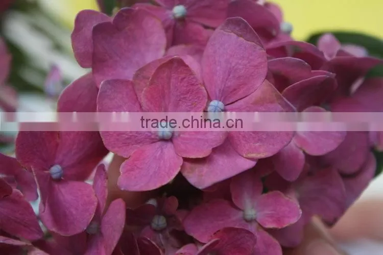 Fresh hot sale european style flower hydrangea