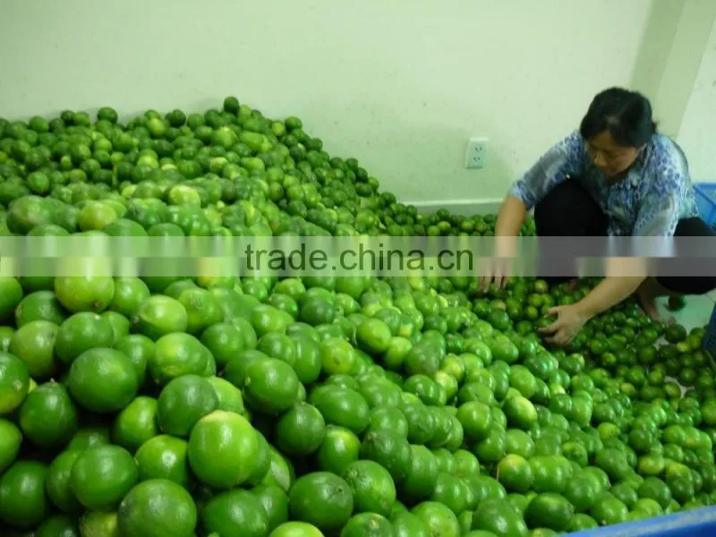 CHEAPER PRICE VIETNAM FRESH LIME