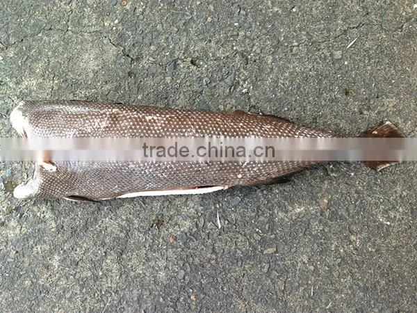 wholesale seafood oil fish frozen oilfish HG