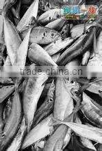 canned sardines in tomato sauce