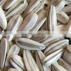 Edilble sunflower kernel new season