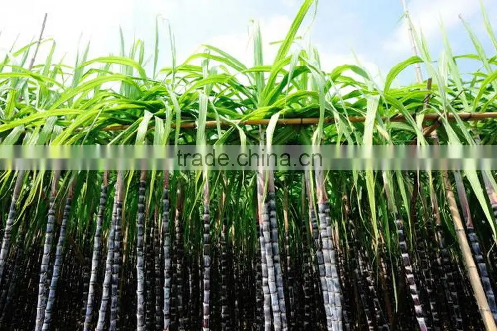 Fresh Sweet Sugarcane from Vietnam/ Sweet Cane Sugar