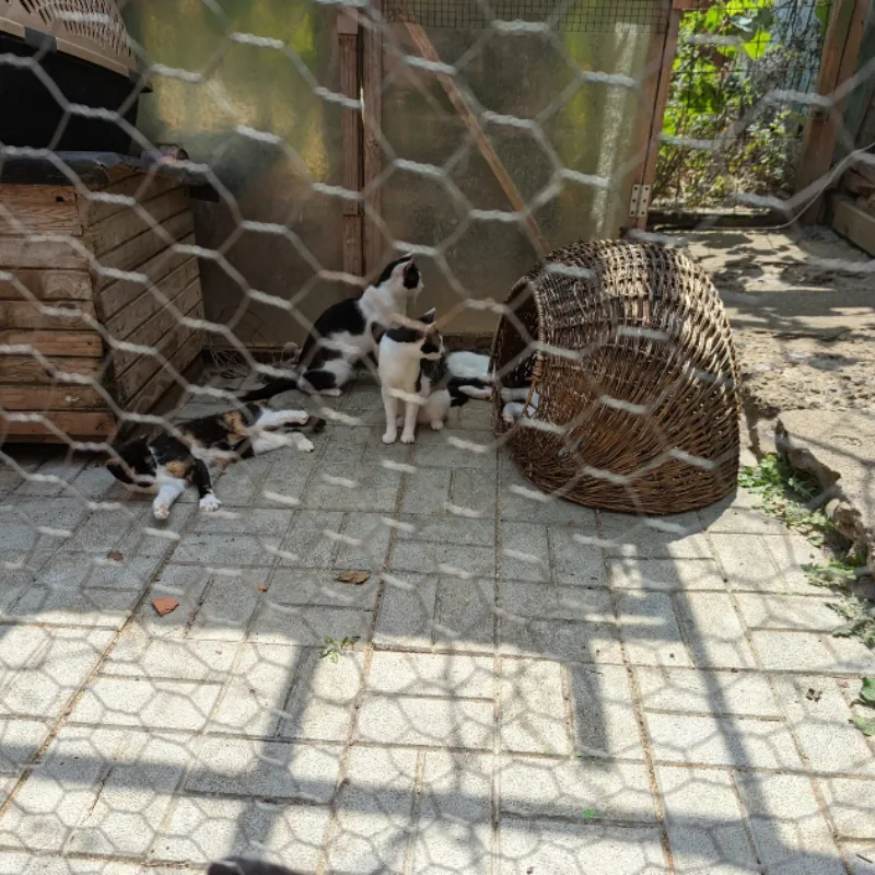Galvanized Chicken Wire Mesh Fence for Sale/ Hexagonal Iron
