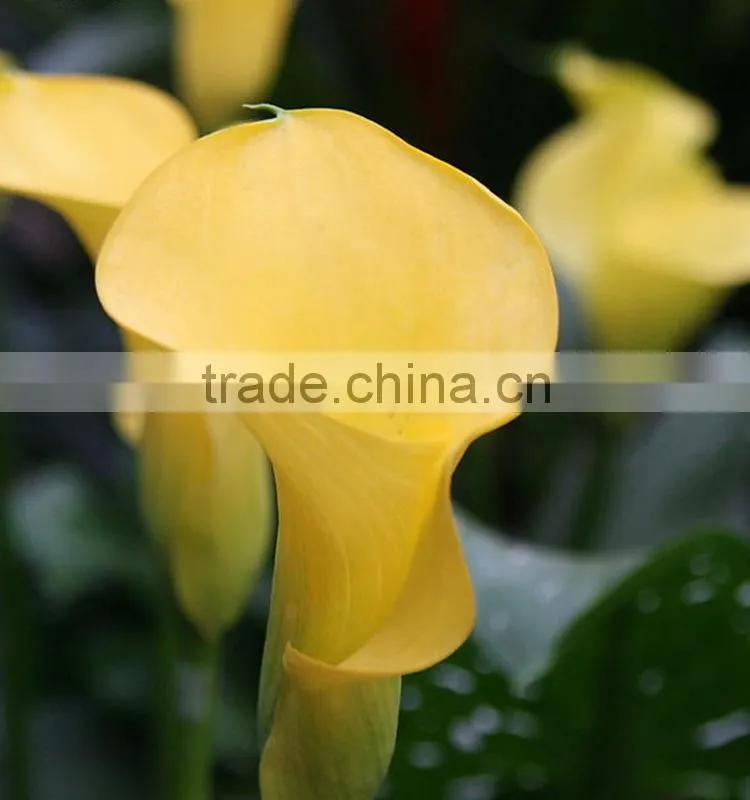 Cut Fresh manufacture bottom price calla lily pick