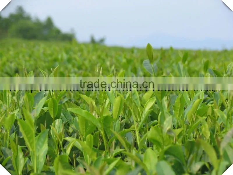 Factory Directly Provide China Alibaba Supplier green tea 4011 AAA