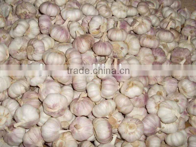 chinese fresh purple garlic