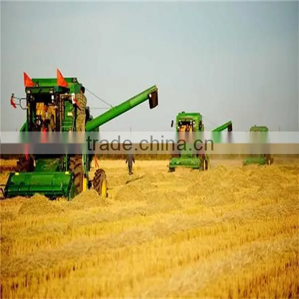 Australian high quality barley can be used for barley tea processing