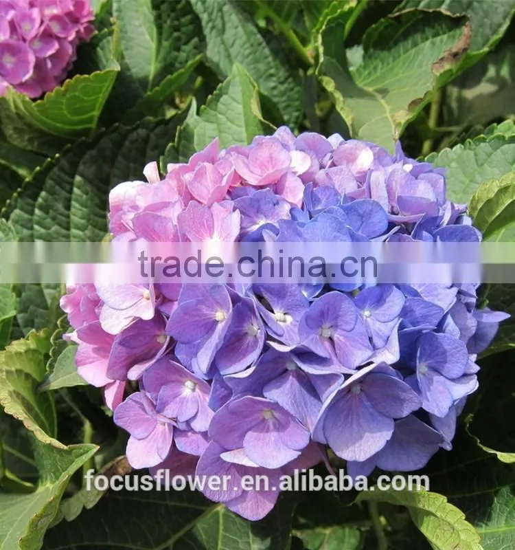 Cut Fresh Dark Purple Hydrangea Silk Flower Heads