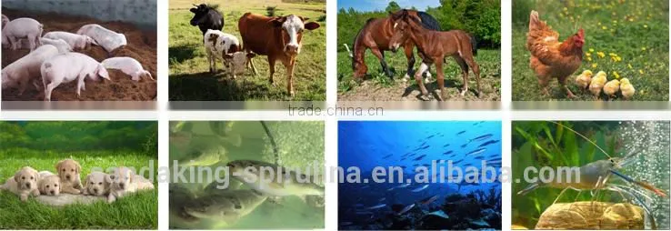 Gmp Certified Manufacturer Supply High Quality Spirulina Powder