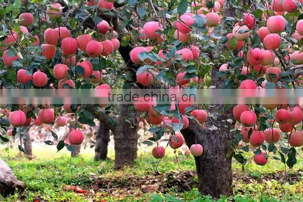 Huge Fuji apple