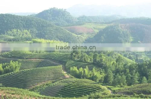 Hot selling 2015 green tea ctc