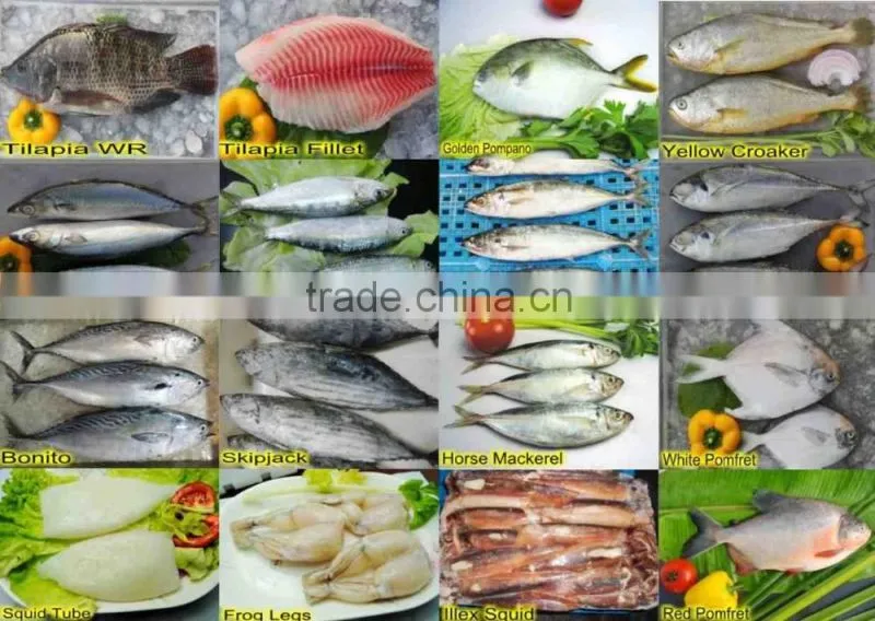 Light Catch Frozen Round Scad with all size for bait