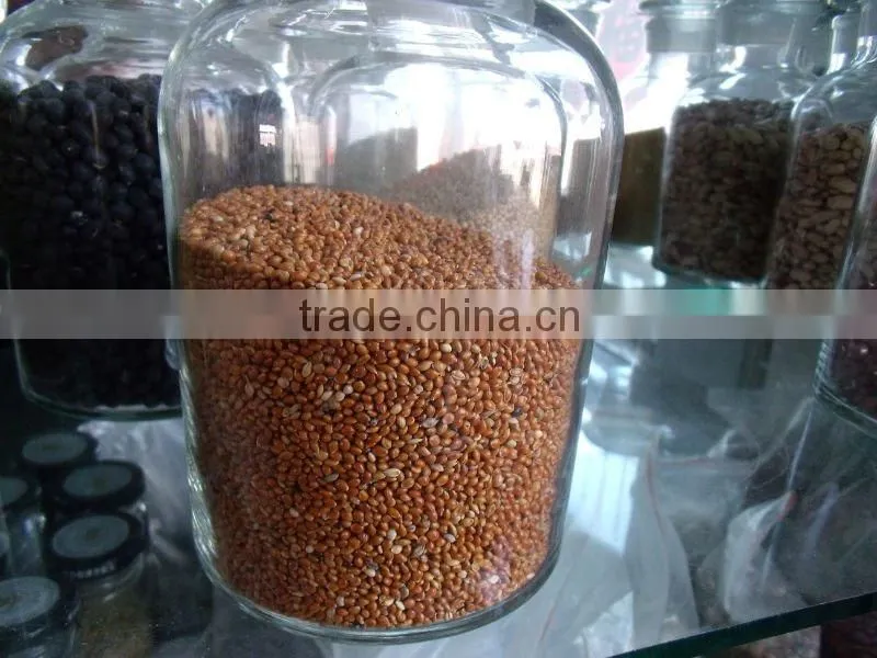 glutinous sweet red Sorghum with high starch