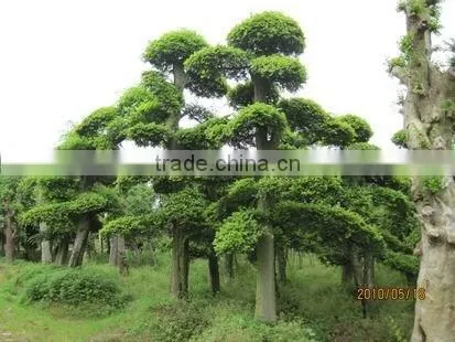 Ulmus pumila L. tree