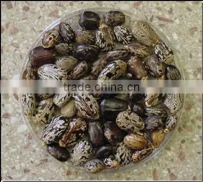 castor bean huller machine/ricinus shelling machine/castor sheller