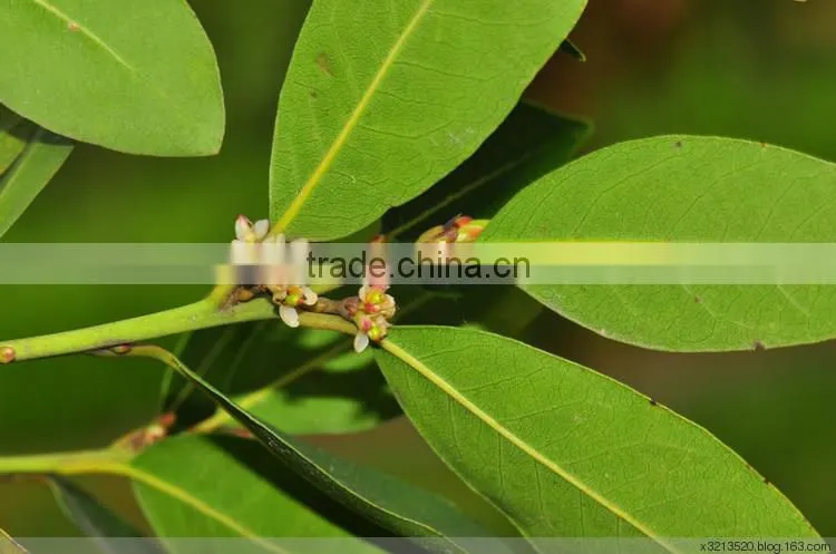 Bay leaf Multiple layer continuous type mesh belt dryer