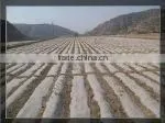 anti-aging agricure film