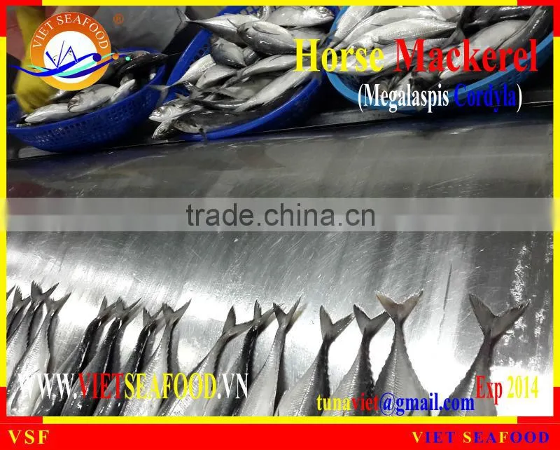FROZEN W/R HORSE MACKEREL
